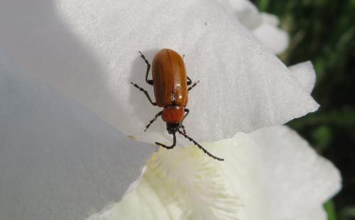 Réf. 302 822 : Exosoma lusitanicum